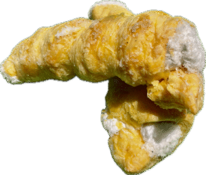Cream Roll